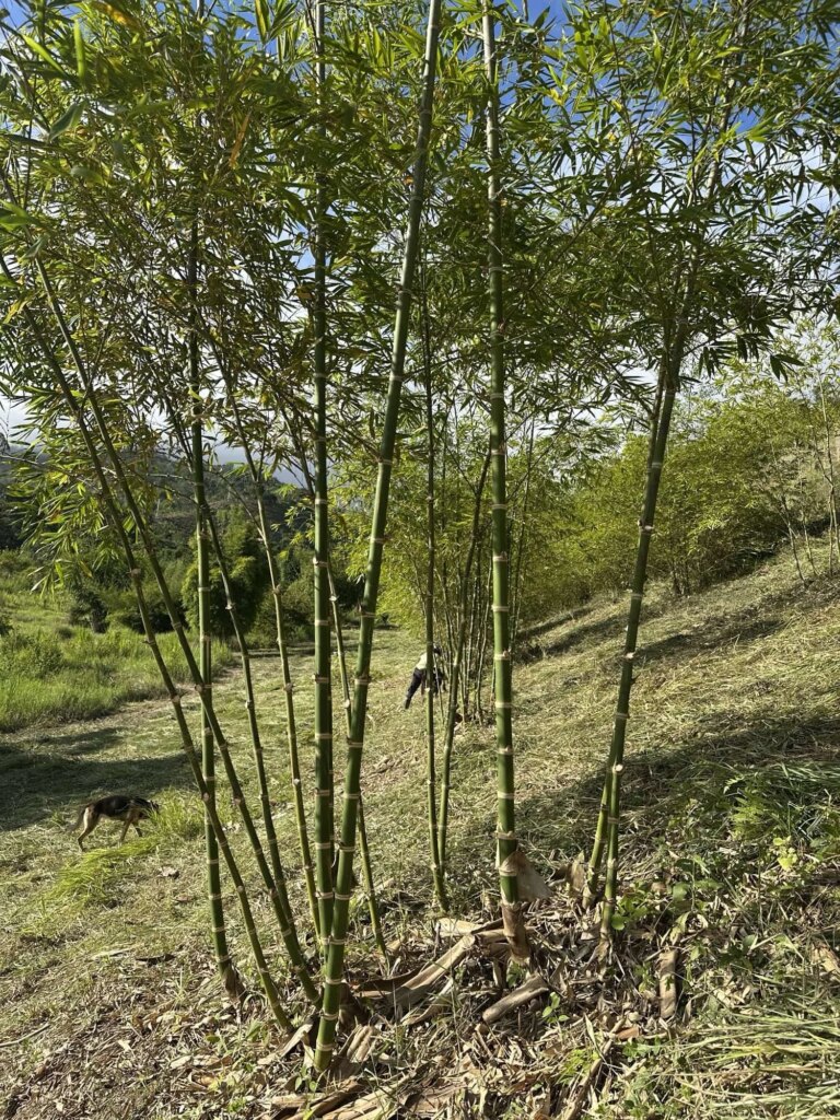 Reforestation in Colombia - Adopt a Bamboo - Sector 2