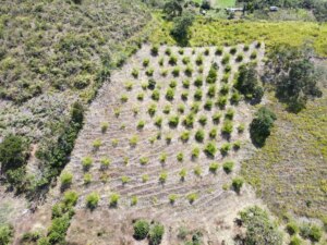 Adopt a Bamboo - Phase #1