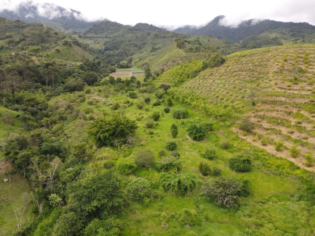 Sector #1 plantation: 6 March 2025