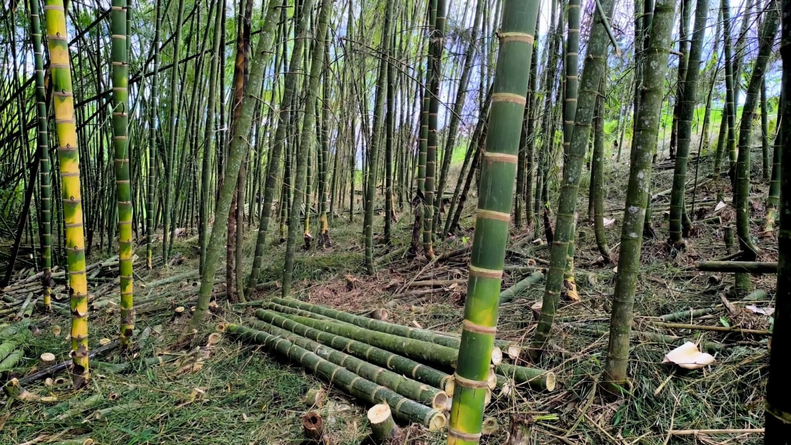 arvesting Guadua Bamboo Poles in Colombia for Mysteryland Festival Stage