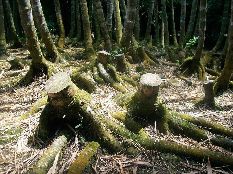 Guadua Bamboo Rhizomes Guadua Bamboo Rhizomes