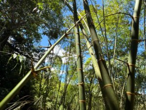 Handle With Care: The Thorny Truth About Guadua Bamboo Branches