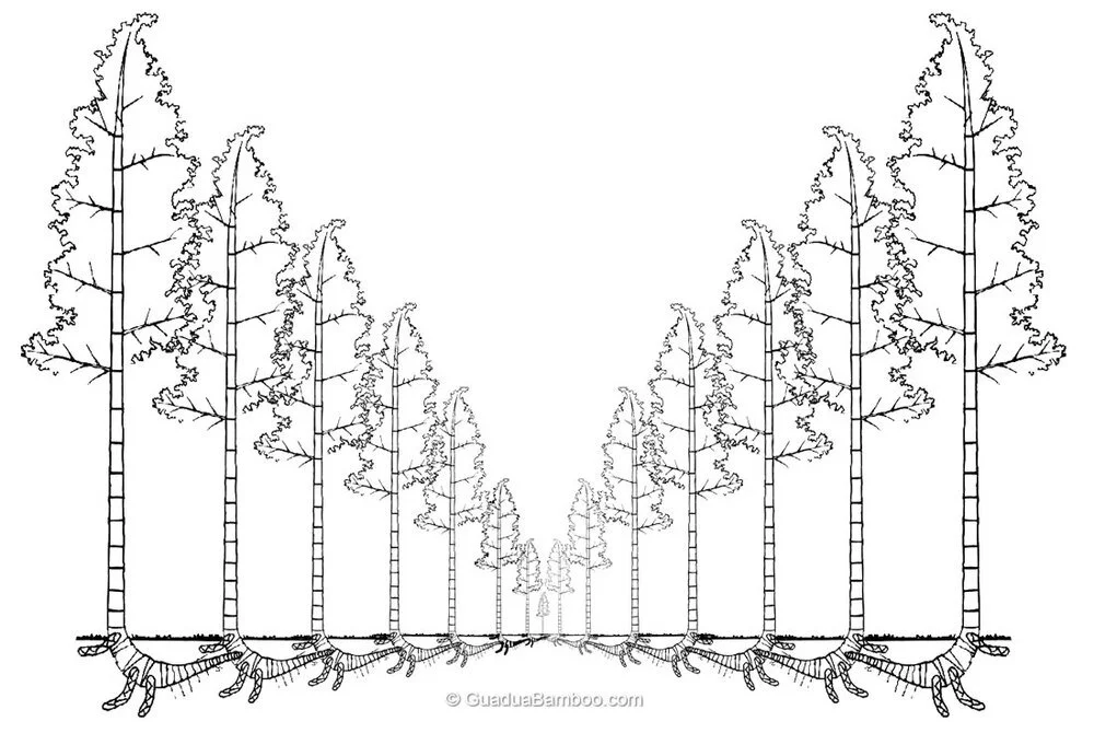 The Formation of a Bamboo Clump © www.guaduabamboo.com The Formation of a Bamboo Clump © www.guaduabamboo.com