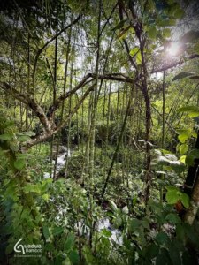 Handle With Care: The Thorny Truth About Guadua Bamboo Branches