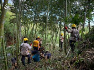 Handle With Care: The Thorny Truth About Guadua Bamboo Branches