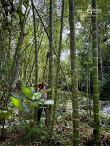 Handle With Care: The Thorny Truth About Guadua Bamboo Branches