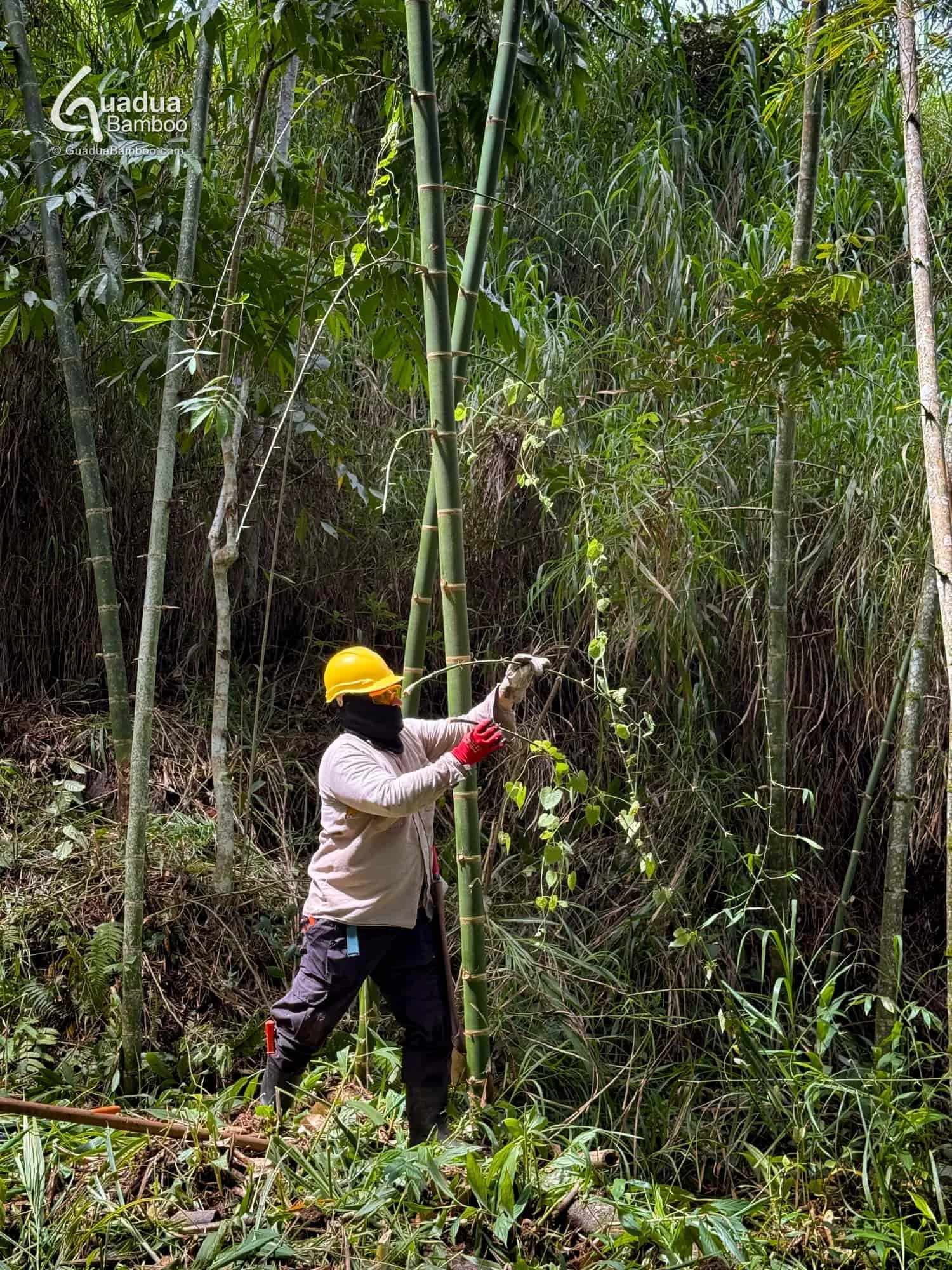 Handle With Care: The Thorny Truth About Guadua Bamboo Branches