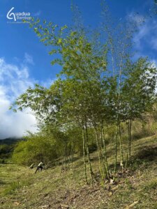The Key to Thriving Guadua angustifolia Plantations: Maintenance Matters!
