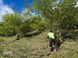 The Key to Thriving Guadua angustifolia Plantations: Maintenance Matters!