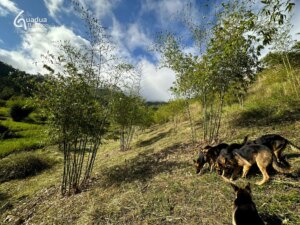 The Key to Thriving Guadua angustifolia Plantations: Maintenance Matters!