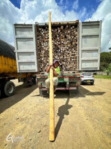 From Colombia to Türkiye: Exporting the World’s Strongest Bamboo