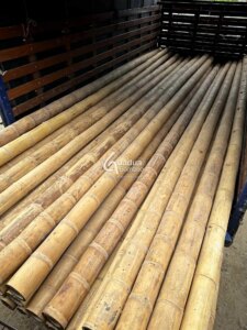 From Colombia to Türkiye: Exporting the World’s Strongest Bamboo