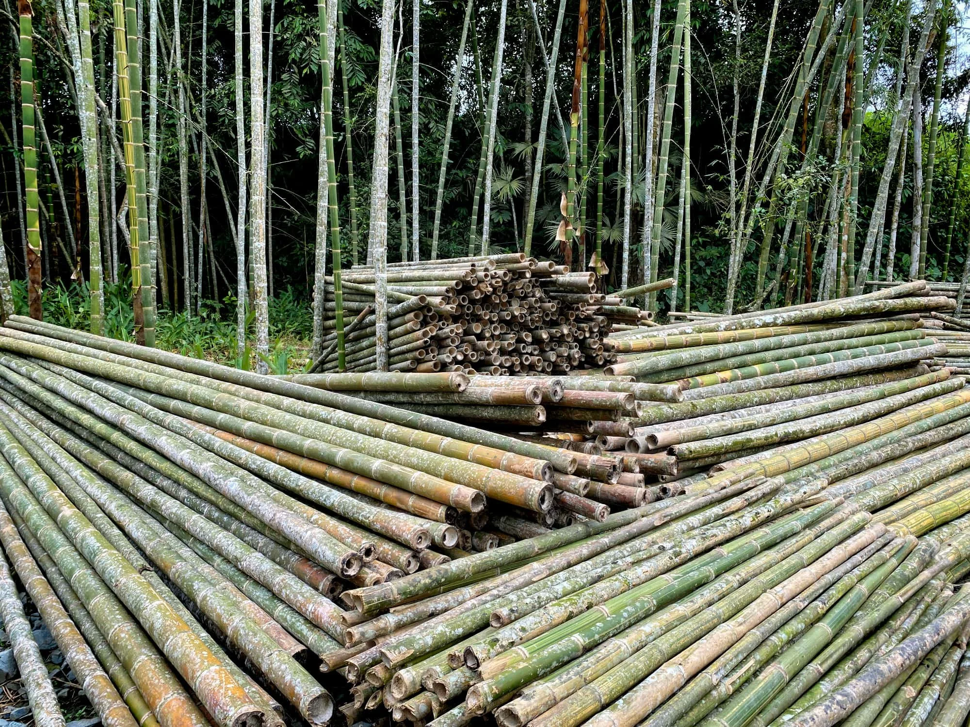 Bamboo Poles Harvest in Plantation