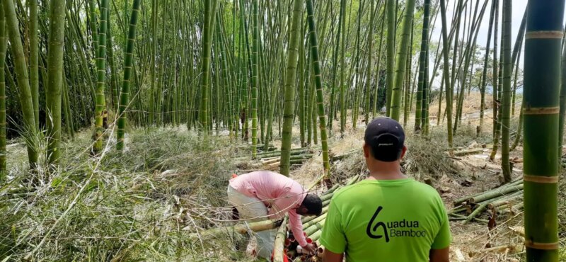 Harvest of Guadua Bamboo Poles for Zoo Tower Project Harvest of Guadua Bamboo Poles for Zoo Tower Project