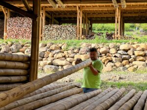Guadua Bamboo Tower for Zoo in Belgium: Europe’s Largest Structural Bamboo Building