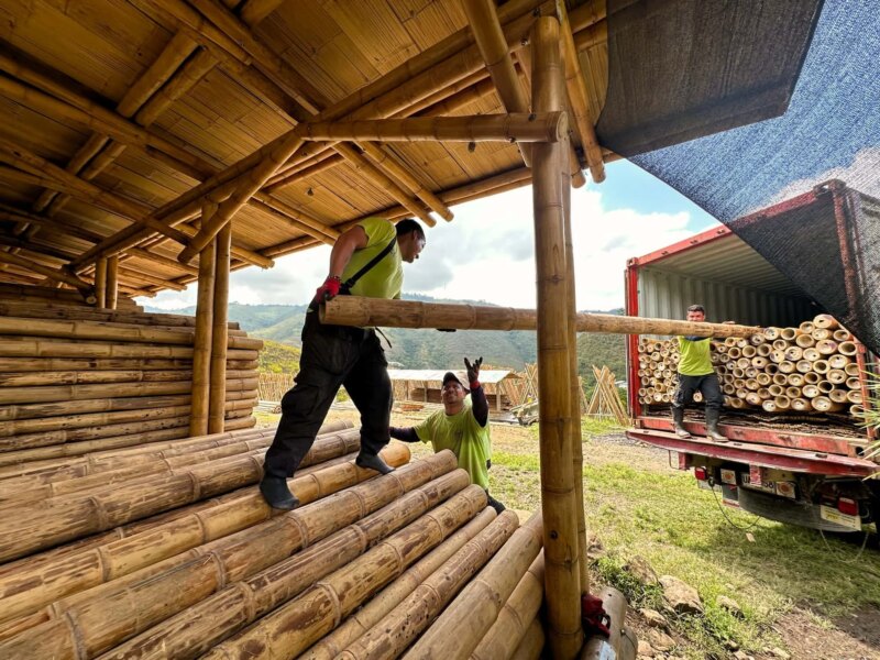 Loading Graded Guadua Bamboo Poles into Container for Tower in Belgium