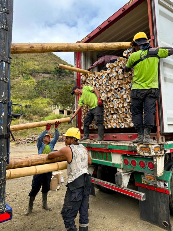 Loading Graded Guadua Bamboo Poles into Container for Tower in Belgium