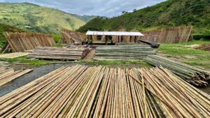 Festival Design Meets Sustainability: How Guadua Bamboo Transformed Iconic Stage at Mysteryland