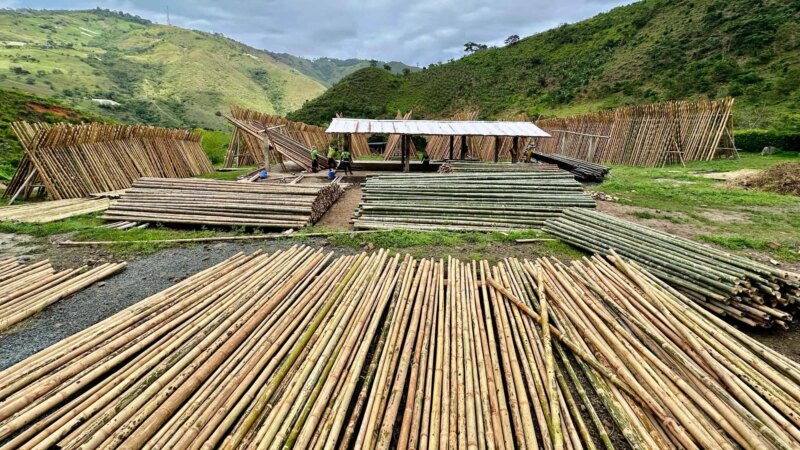 Processing Guadua Bamboo Poles in Colombia