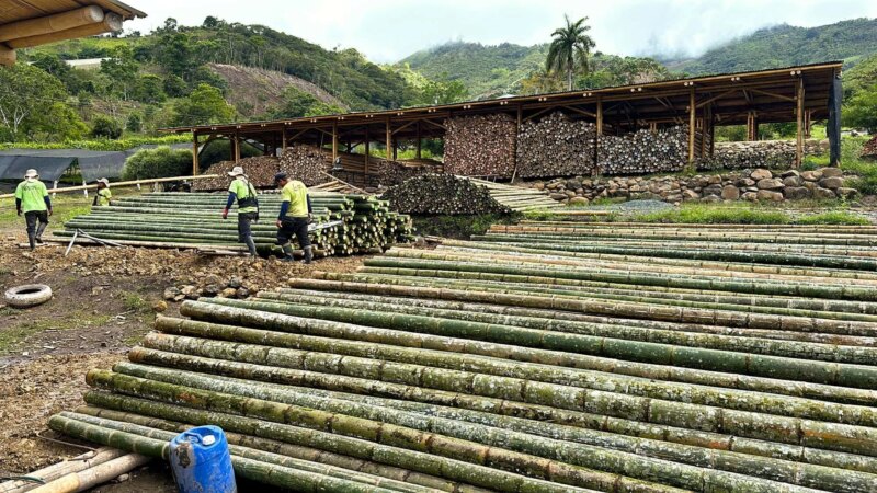 Processing Guadua Bamboo Poles in Colombia