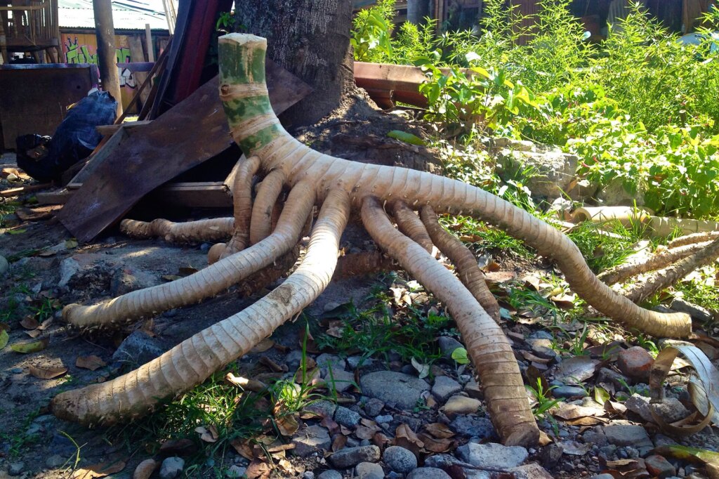 Types of Bamboo Rhizomes