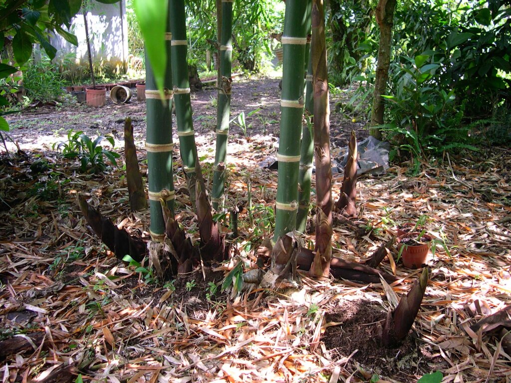 Guadua Bamboo Growing Habits 9 Guadua Bamboo Growing Habits
