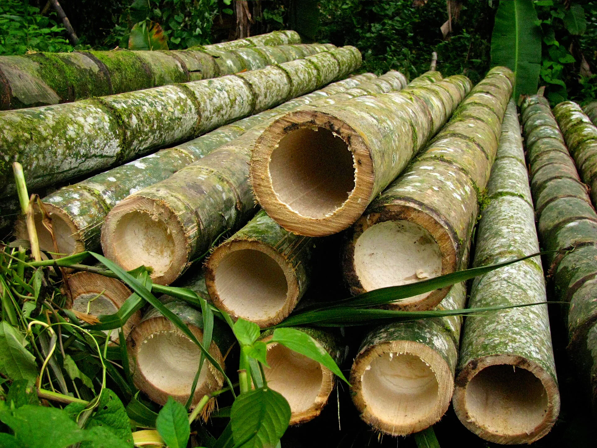 Comparing Mechanical Properties of Bamboo: Guadua vs Moso