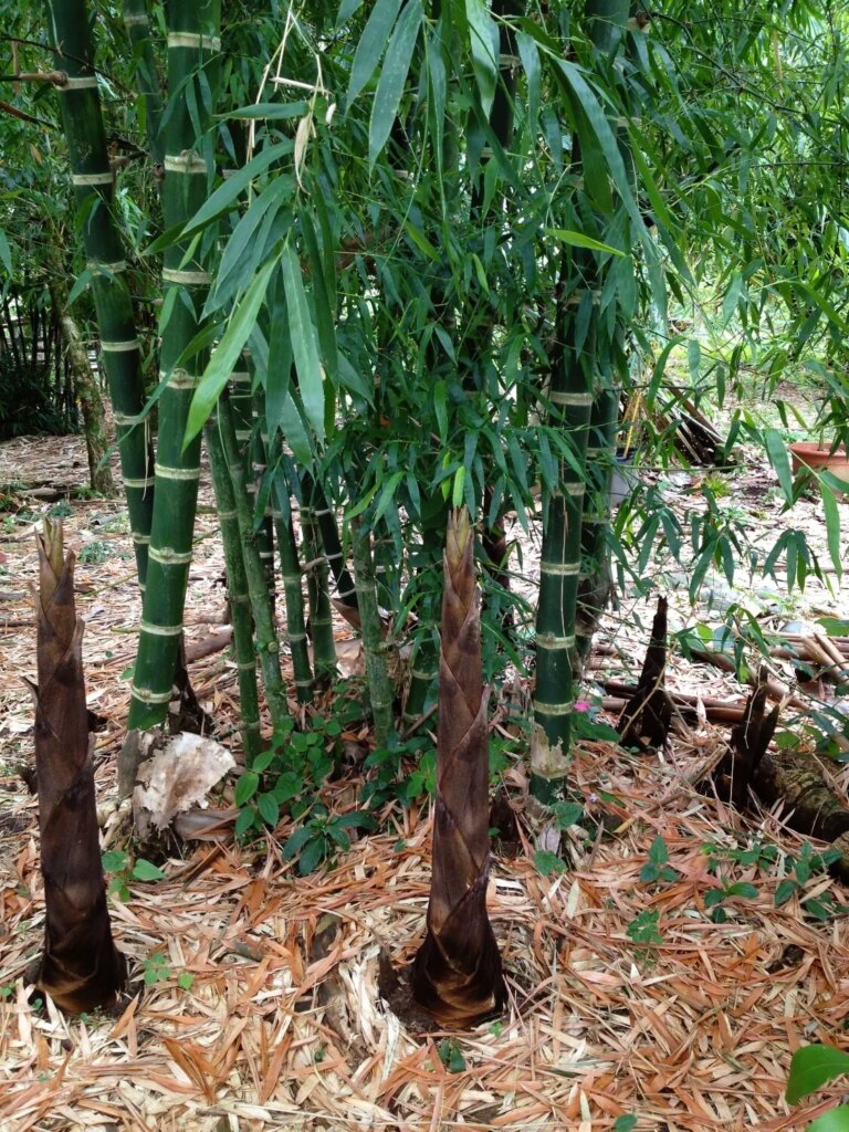 2 years and 6 months