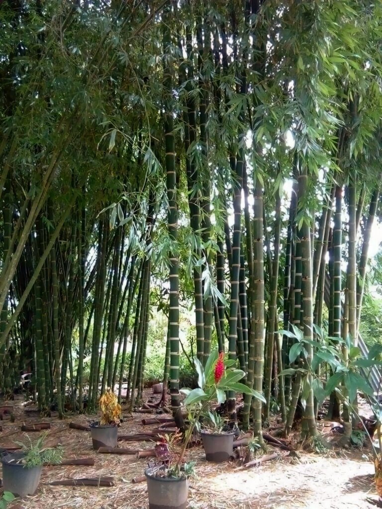 6 years and 6 months