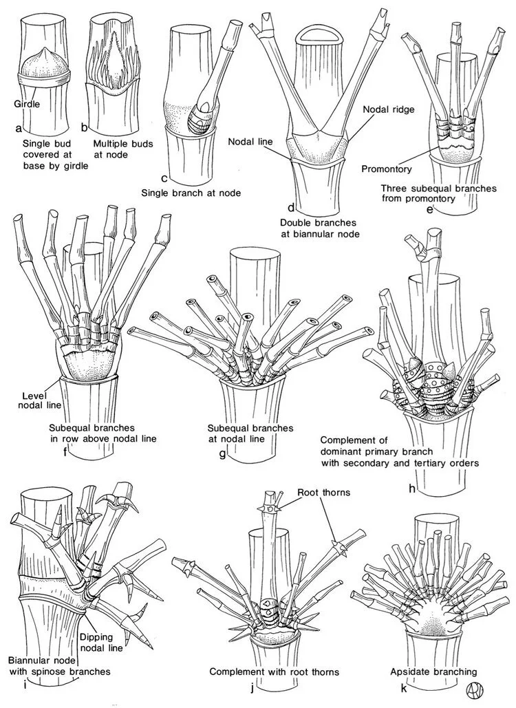 Bamboo Identification Made Easy: A Step By Step Guide 6 Figure 3