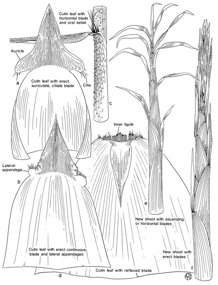 Bamboo Identification Made Easy: A Step By Step Guide 4 Figure 2