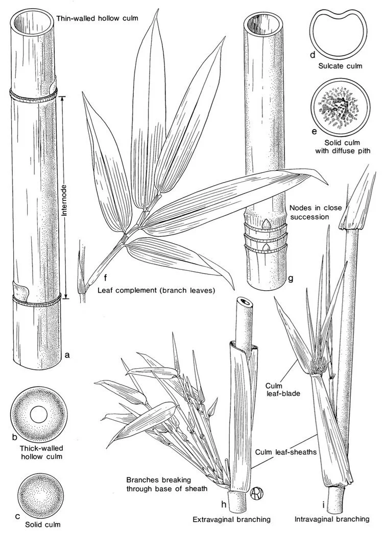 Bamboo Identification Made Easy: A Step By Step Guide 2 Figure 1