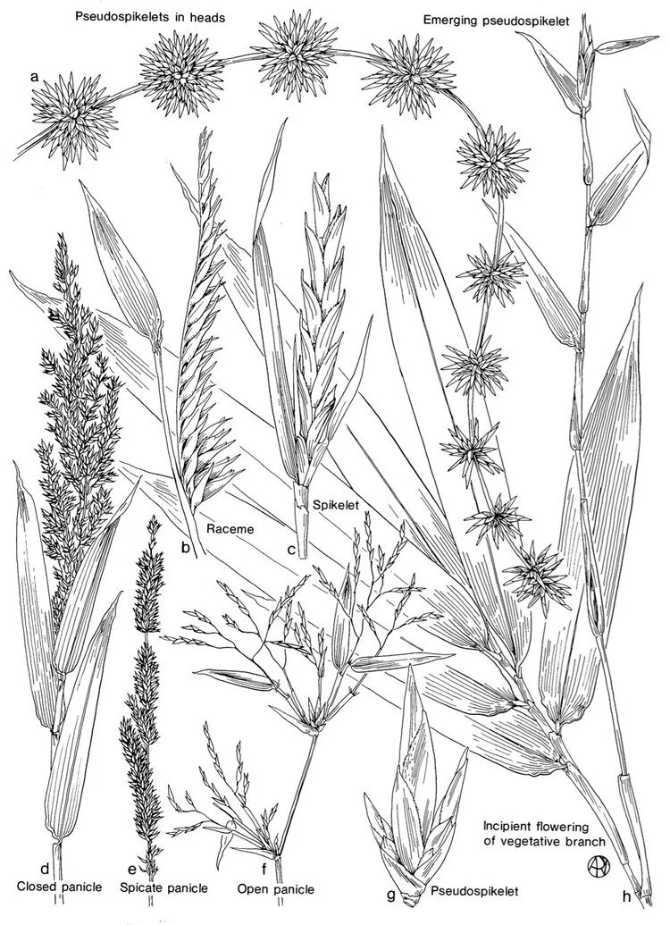 Bamboo Identification Made Easy: A Step By Step Guide 8 Bamboo Identification Made Easy: A Step By Step Guide