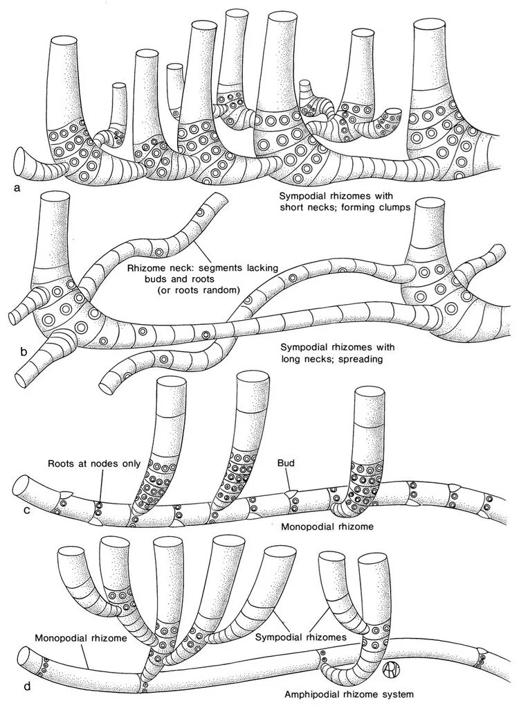 Bamboo Identification Made Easy: A Step By Step Guide 9 Figure 5