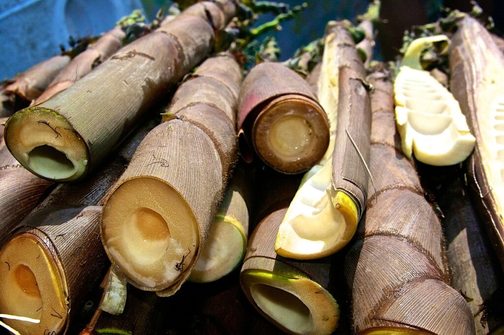 All 132 Edible Bamboo Species, Ranked from Best to Bitter 7 All 132 Edible Bamboo Species, Ranked from Best to Bitter