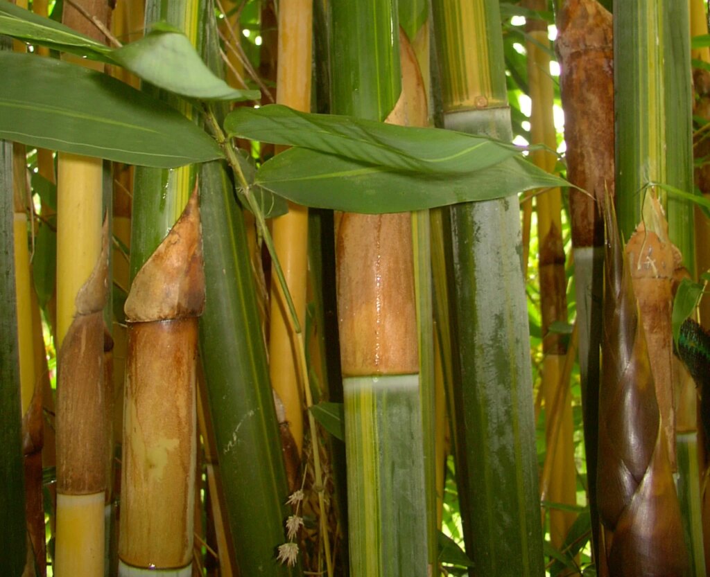 Schizostachyum 11 Schizostachyum