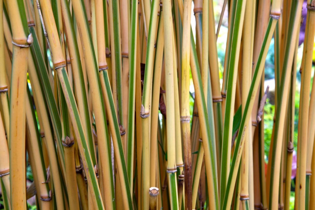 Semiarundinaria 6 Semiarundinaria