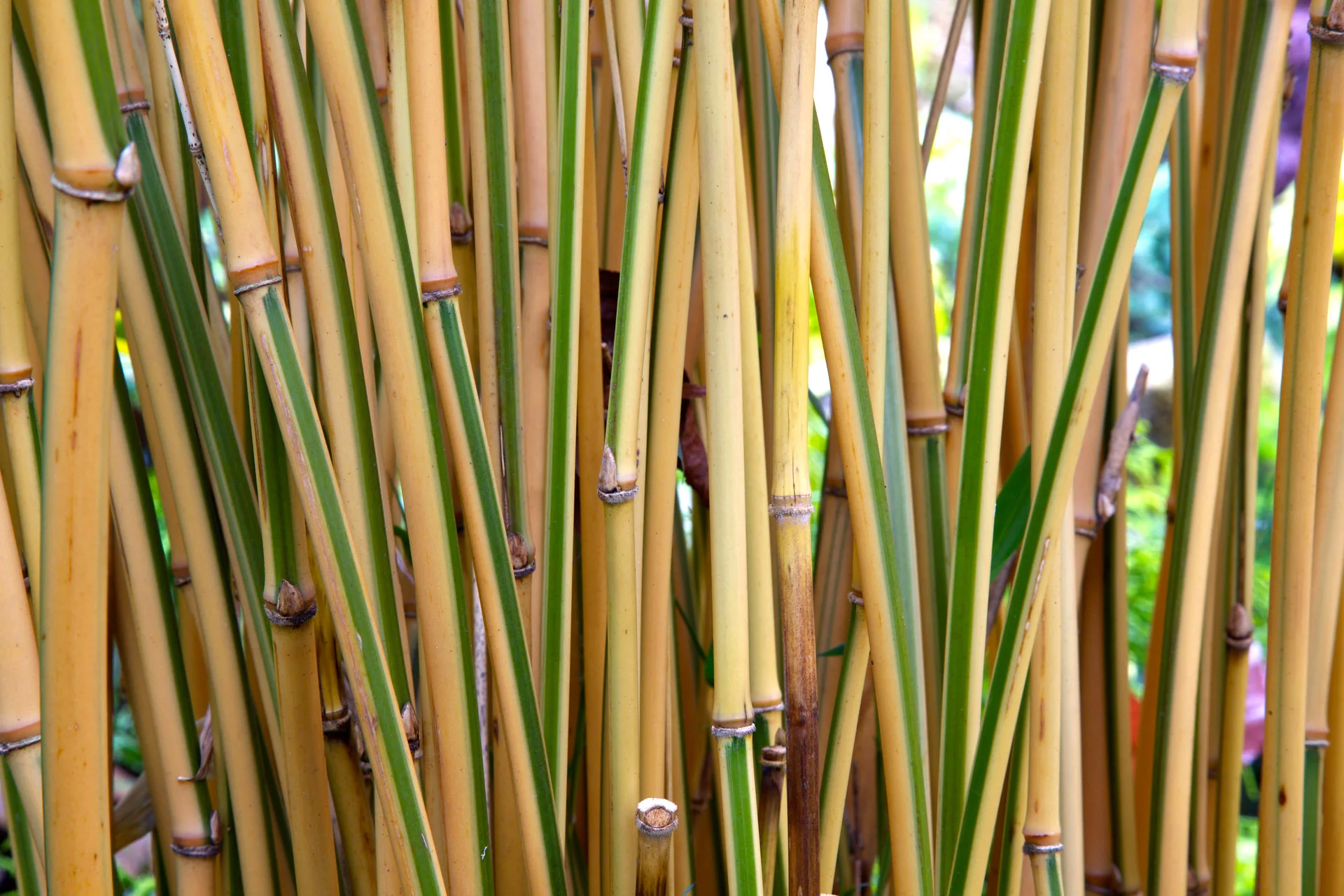 Semiarundinaria