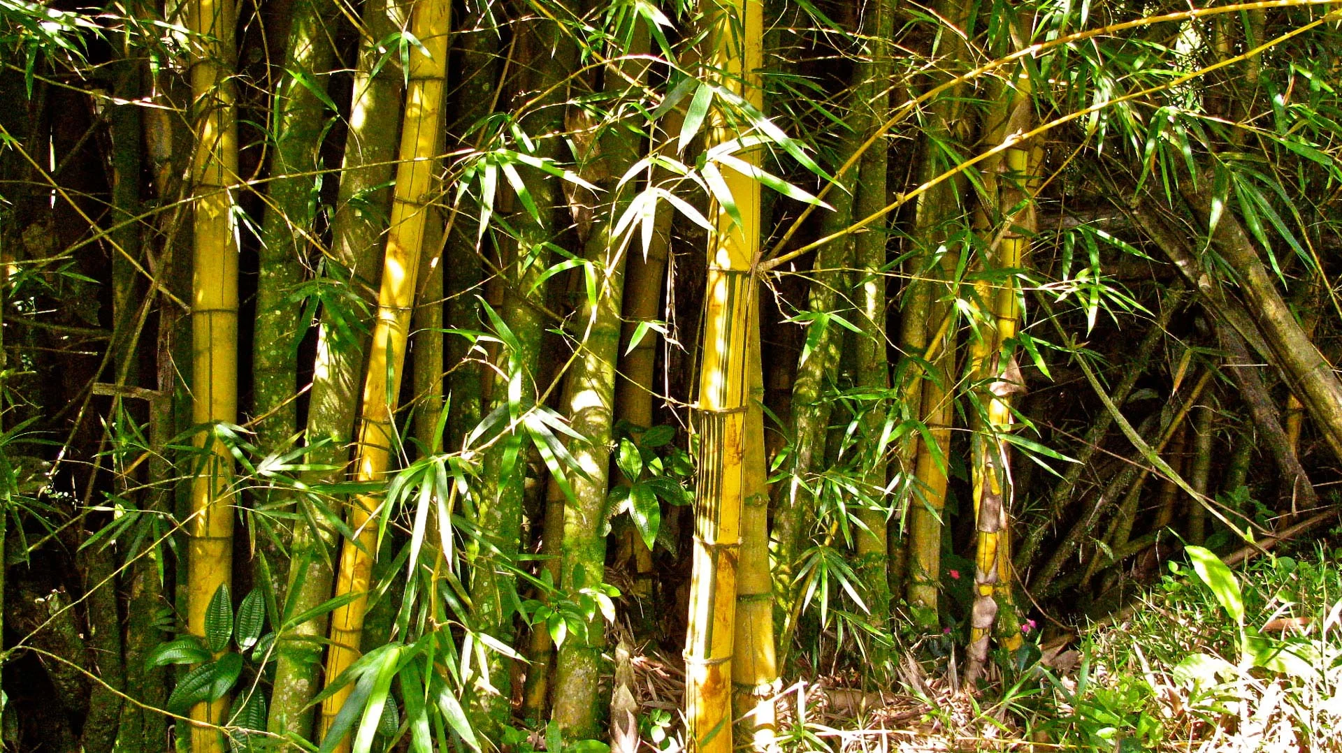 Bambusa vulgaris 'Vittata'