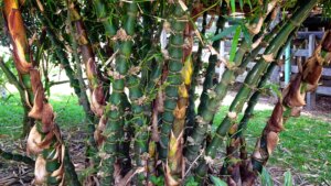 Bambusa vulgaris 'Wamin' 10 Bambusa vulgaris 'Wamin'