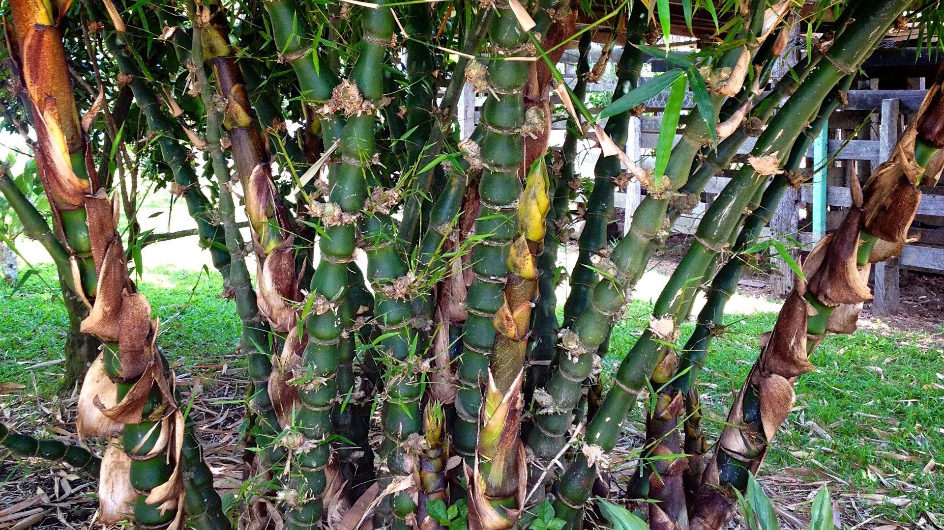 Bambusa vulgaris 'Wamin'