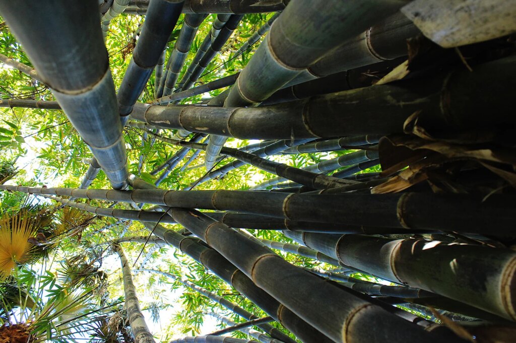 Gigantochloa atroviolacea