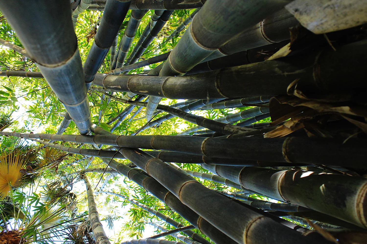 Gigantochloa atroviolacea