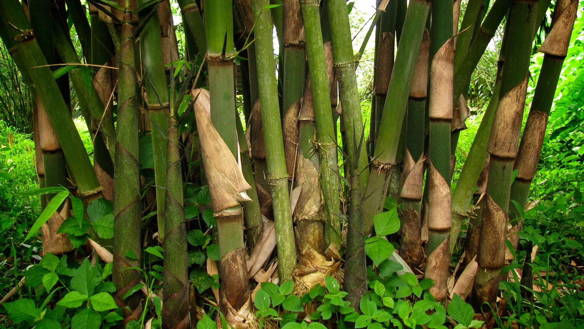 Gigantochloa atter