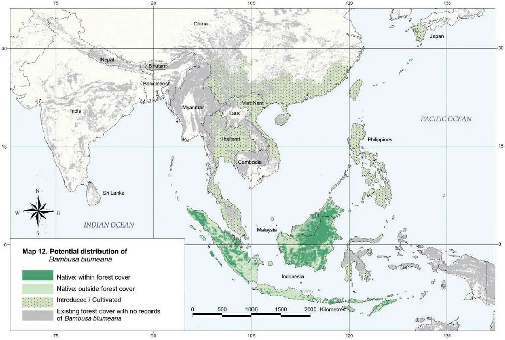Bambusa blumeana 2 Bambusa blumeana Distribution Map