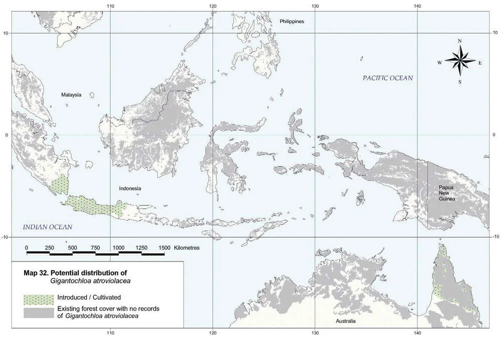 Gigantochloa atroviolacea Distribution Map