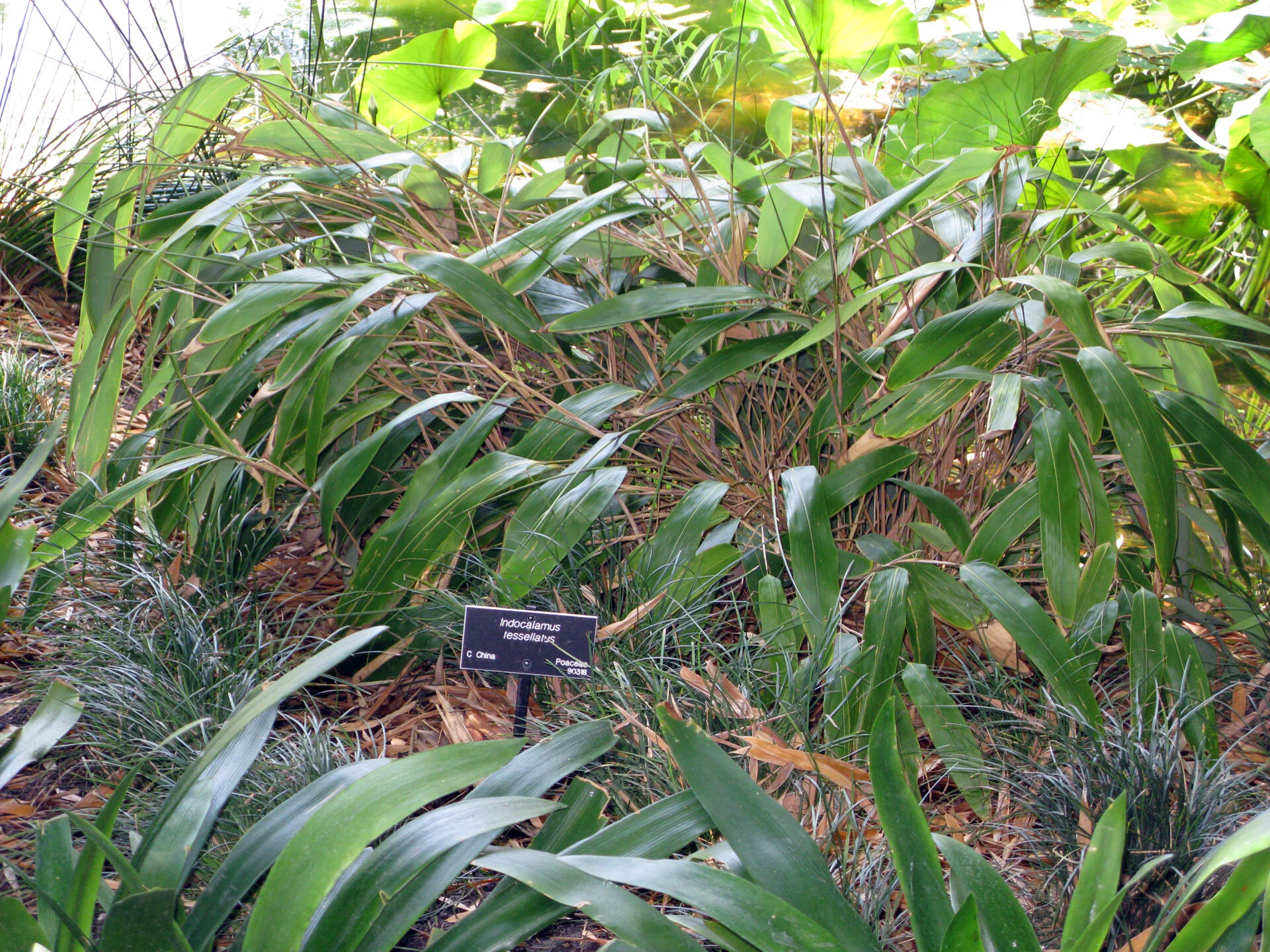 Indocalamus