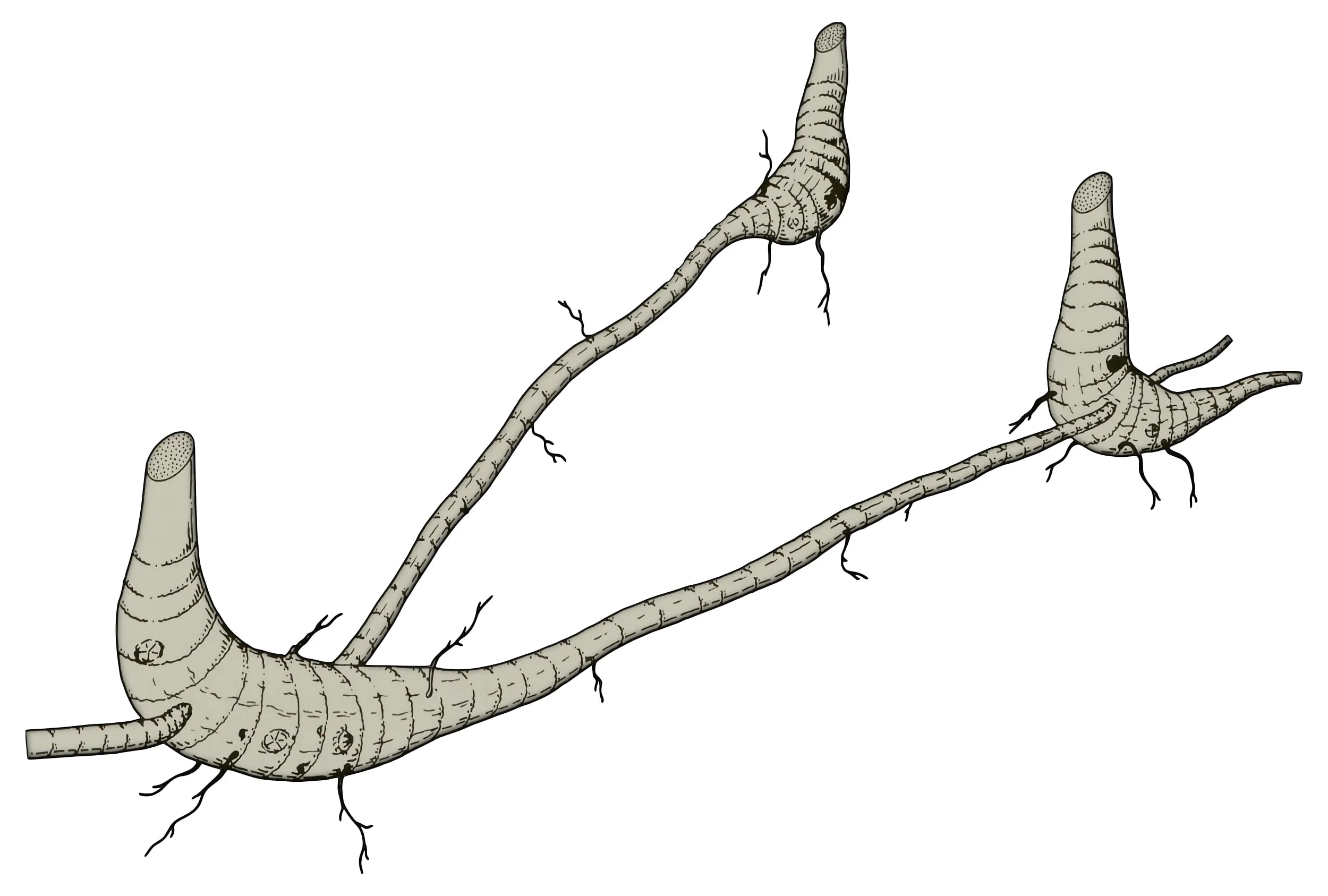 Long Necked Pachymorph Bamboo Rhizomes