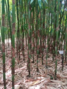 Melocanna baccifera - Muli Bamboo