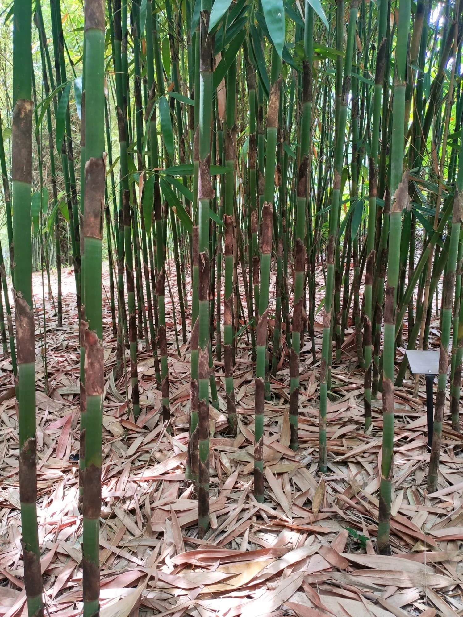 Melocanna baccifera - Muli Bamboo
